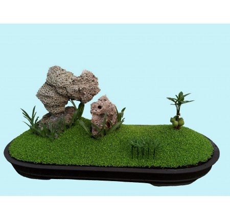 CÂY TỔNG HỢP