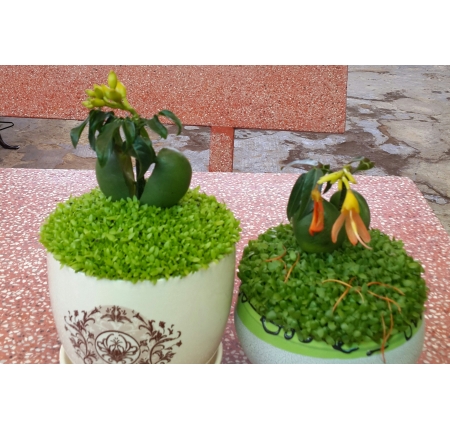 Cây cẩm thạch