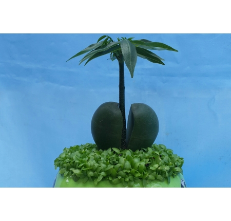 Cây cẩm thạch