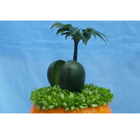 Cây cẩm thạch