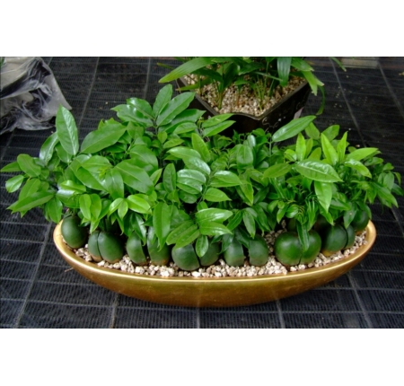 Cây cẩm thạch