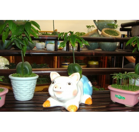 Cây cẩm thạch