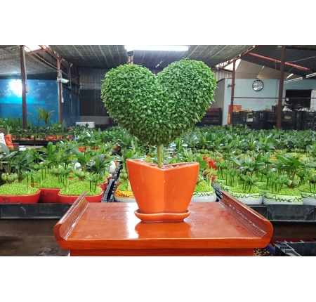 CÂY MAY MẮN