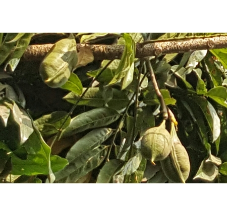 CÂY CẨM THẠCH