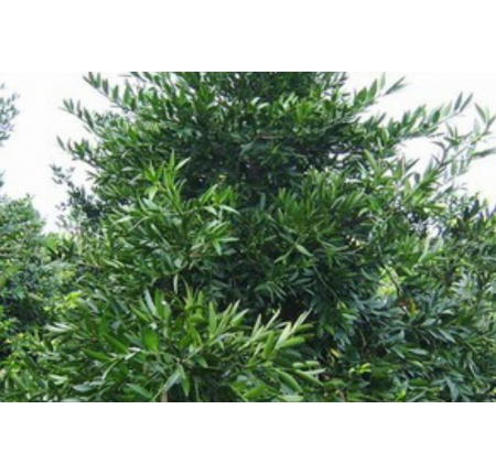 Cây kim giao