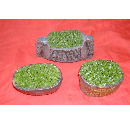 CÂY MAY MẮN