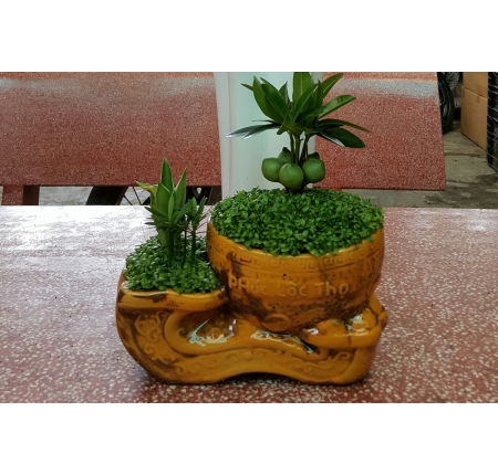 Cây tổng hợp