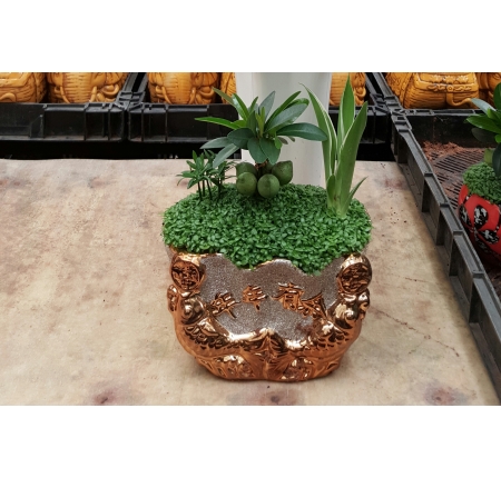 Cây tổng hợp