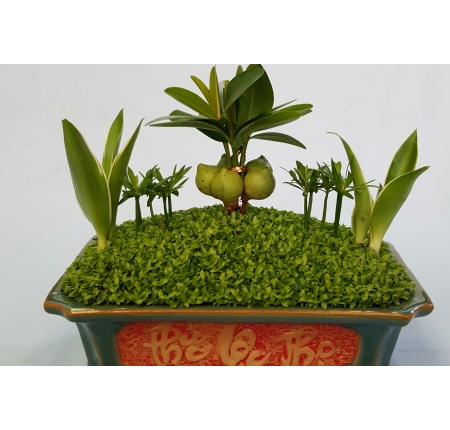 Cây tổng hợp