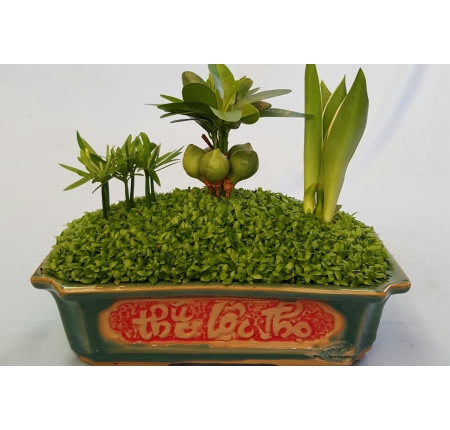 Cây tổng hợp