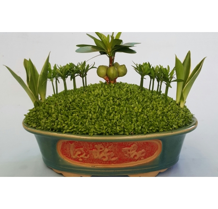 Cây tổng hợp