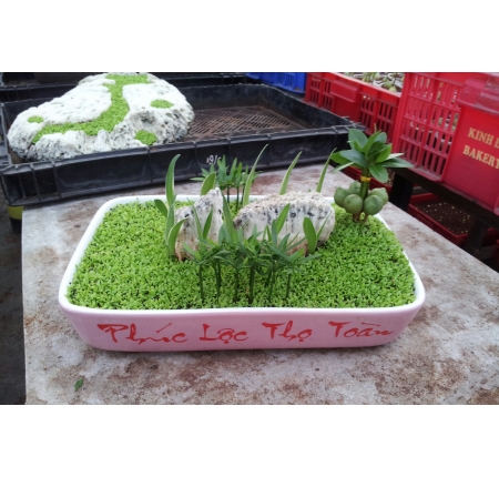 Cây tổng hợp