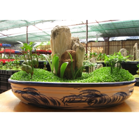 Cây tổng hợp