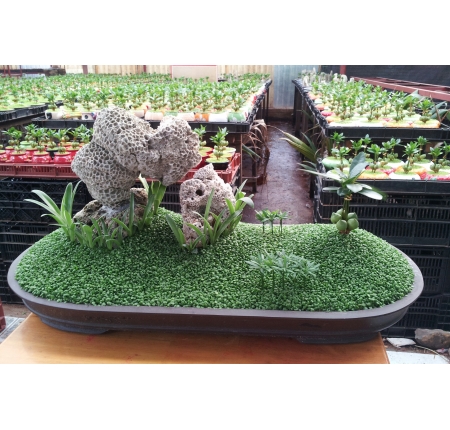 Cây tổng hợp