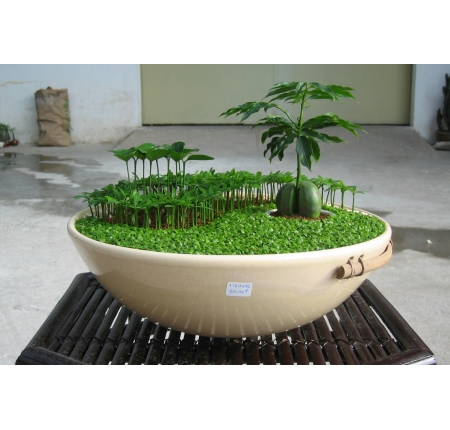 Cây tổng hợp