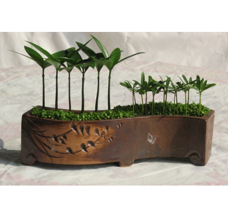 Cây tổng hợp
