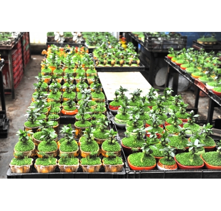 CÂY TỔNG QUAN