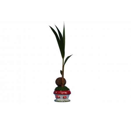 CÂY DỪA