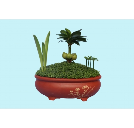 CÂY TỔNG HỢP